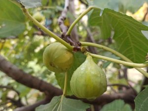 İ̇ncir Ağacı Aralık Ayında Meyve Verdi