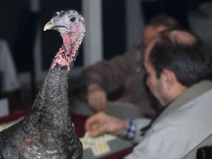 45 Yıllık Gelenek ’Baba Hindi’li Okey Turnuvası