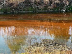 Çayı Kirletip Balık Ölümüne Sebep Olan Firmaya 66 Bin Lira Ceza Kesildi