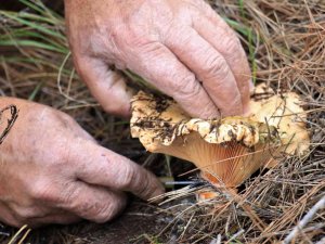 Ormanın Bereketi "Kanlıca Mantarı"