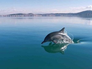 Ayvalık’ta Yunus Balığının Sürat Teknesi İle Yarışı