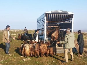 Siverek’te Hayvan Hırsızları Jandarmadan Kaçamadı