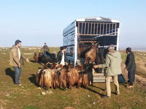 Siverek’te Çalınan Hayvanlar Diyarbakır’da Bulundu