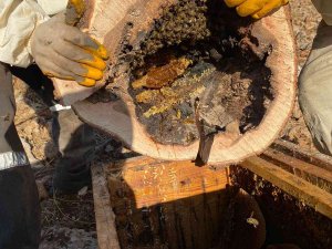Ağaç Kovuğunda Yuva Yapan Arılar Ve Bal Özenle Çıkartıldı