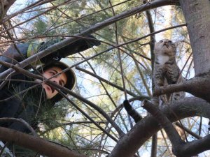 10 Metrelik Çam Ağacında Mahsur Kalan Kedi, Ekiplere Zor Anlar Yaşattı