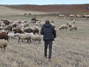 Kars’ta Kar Olmayınca Hayvanlar Meralara Salındı