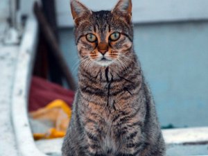 Sinop’ta Yaklaşık 2 Bin 200 Evcil Hayvan Kayıt Altına Alındı