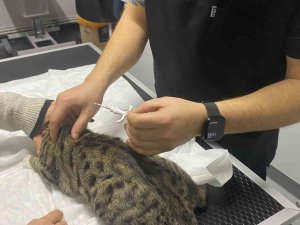Veteriner Kliniklerinde Dijital Kimlik Yoğunluğu