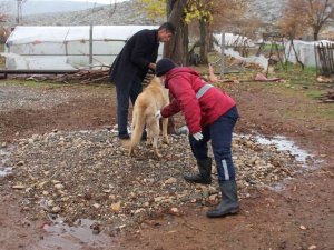 Yaban Hayvanlarının Isırdığı Köpek Kuduz Çıktı