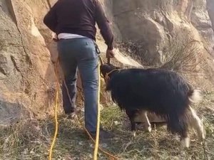 Siirt’te Kayalıklarda Mahsur Kalan 2 Keçi Kurtarıldı