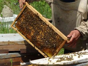 Ordu’da Arıcılık Sektörü Azalıyor