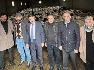 Malatya’da Akkaraman Irkı Koyun Yetiştiriciliği Yaygınlaştırılıyor