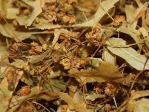 Ihlamurun Kilosu 400 Tl