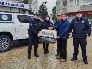 Yorgun Düşen Kuğunun İmdadına Polis Yetişti