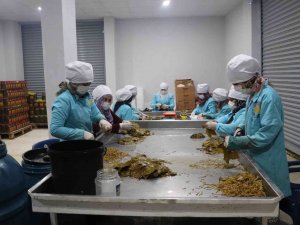 Devlet Destek Verdi, Asma Yaprağı Köylü Kadınların Geçim Kaynağı Oldu