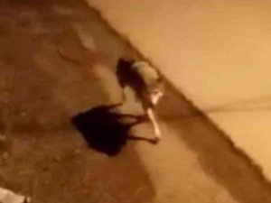 Aç Kalan Kurt İlçe Merkezine İndi
