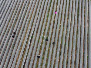 Adana’da Kış Ayında Çilek Hasadı: Kilosu 80 Tl, Bahçeye Müşteriler Kendileri Toplamaya Geliyor