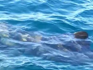 Edremit Körfezi’nde Köpek Balığı Paniği