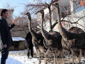 45 Günlükken Aldığı Deve Kuşlarına Evlatları Gibi Bakıyor