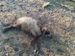 Elazığ’da Köpeklerin Saldırısına Uğrayan 4 Koyun Telef Oldu
