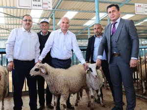 Denizlili Yetiştiricilere 1000 Adet Damızlık Koç Ve Teke Dağıtılacak