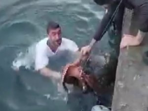 6 Kiloluk Ahtapotu Denize Atlayıp Eliyle Yakaladı