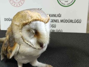 Otomobil Çarpması Sonucu Ağır Yaralanan Peçeli Baykuş Tedavi Altına Alındı