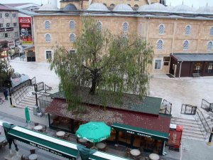 Kafenin Ortasından Yükselen Ağaç Dikkat Çekiyor