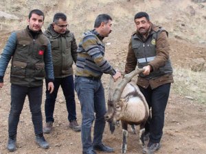 Tedavisi Tamamlanan Yaban Keçisi Yeniden Özgür
