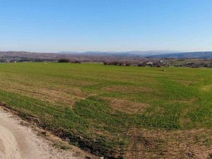 Kırklareli’de Son Yağışlarla Buğday Tarlaları Yeşillendi