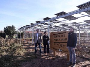 Enerjisa Üretim, Komşuköy İş Birliğiyle Agrivoltaik Tarıma Başlıyor