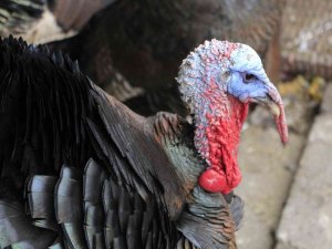 Organik Köy Hindileri Pazarda Yerini Aldı