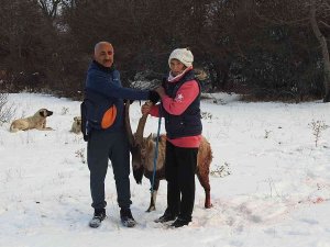Köpeklerin Saldırısına Uğrayarak Yaralanan Dağ Keçisini Vatandaşlar Kurtardı