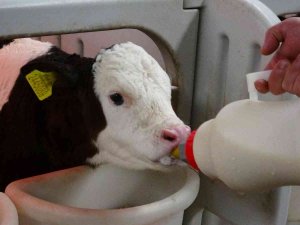 Biberonla Beslenen Buzağılara Bebek Gibi Bakıyorlar