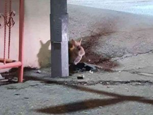 Eskişehir’de Kent Merkezinde Görülen Tavşan Şaşırttı