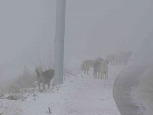 Erzincan’da Başıboş Sokak Köpekleri Tehlike Saçıyor