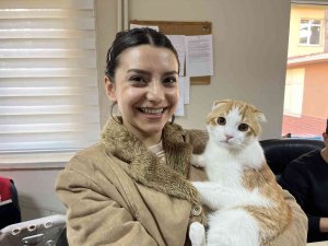 Evcil Hayvanlar İçin Çip Yoğunluğu
