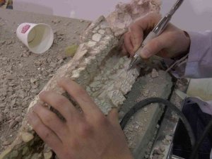 7,5 Milyon Yıllık Fosilleri Ayaklandırıyorlar