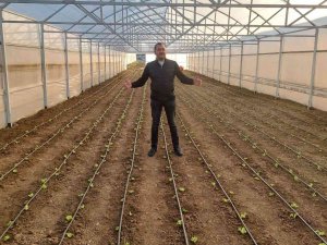 Tekirdağ Seracılığında Hedef İ̇stanbul Pazarı