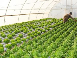 Sera Yapmak İsteyen Üreticiye 300 Bin Liraya Kadar Hibe Desteği