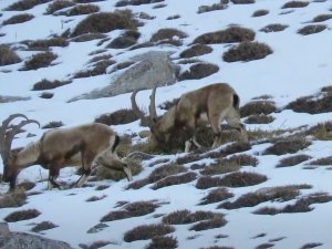 Niğde’de Yaban Keçisi Sayısı Yükseldi
