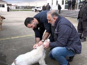 Samsun’da Evcil Hayvanların Kimliklendirme Çalışmaları Sürüyor
