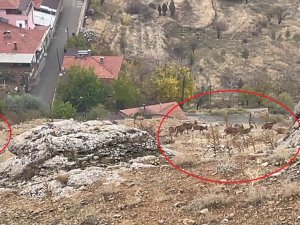 Divriği’de Dağ Keçisi Sürüsü Görüntülendi