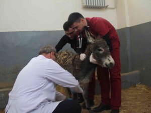 Vücudunda Yanıklar Bulunan Sıpa Tedavi Edildi