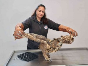 Yaban Dostlarına Şefkat Eli