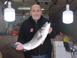 Karadeniz’de 4,5 Kiloluk Levrek Avlandı