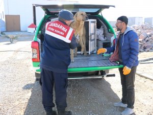 Karaman’da Yaralı Köpek Koruma Altına Alındı