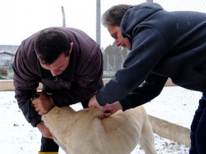 Anadolu Aslanları Çiplendi