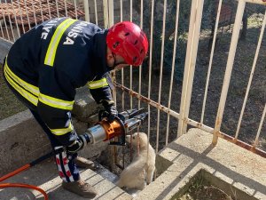 Bahçe Demirlerine Sıkışan Köpeği İtfaiye Kurtardı