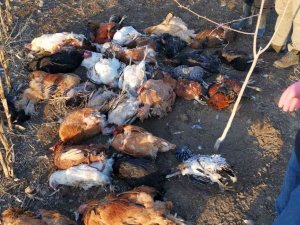Başıboş Köpekler Bahçeye Girdi, 37 Tavuğu Telef Etti